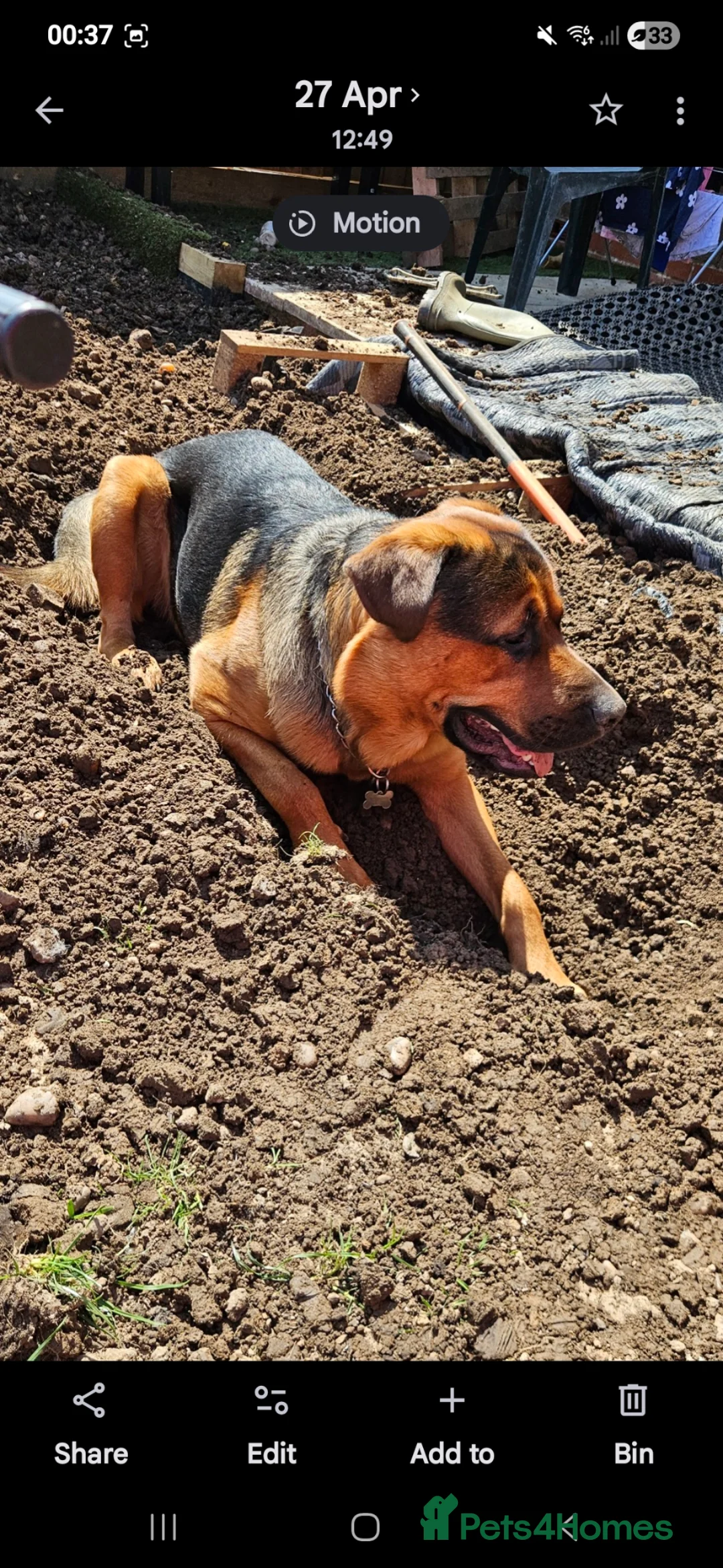 Mixed Breed dogs for stud: Rottweiler x GSD Stud Gentle Giant Loyal Protector in Nuneaton - Advert 2