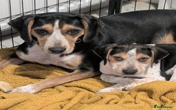 Mixed Breed dogs for sale: Beagle X Cocker Spaniel - Image 7