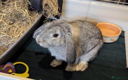 Mini Lop rabbits for sale: Adorable Mini-Lop-Cross - Image 4