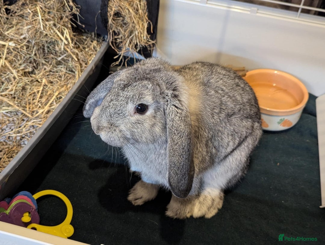 Mini Lop rabbits for sale: Adorable Mini-Lop-Cross - Image 4