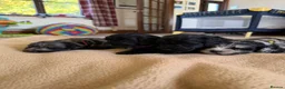 Cockapoo dogs for sale: Health tested F1 Cockapoos  - Advert 25