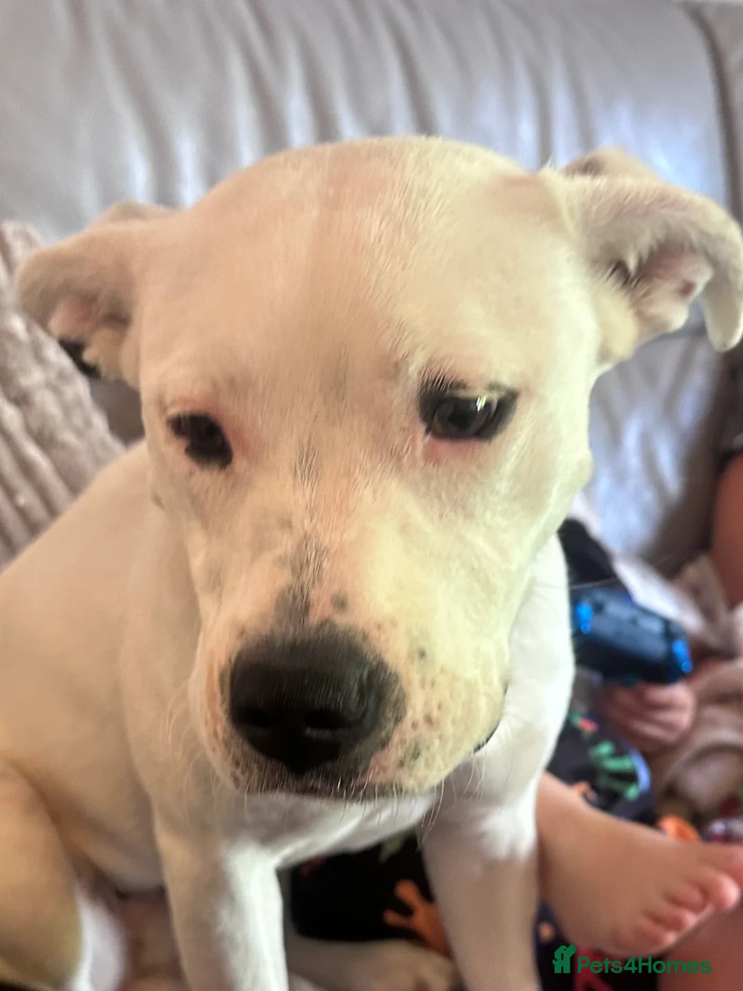 Mixed Breed dogs for sale: Daphne  - Advert 14