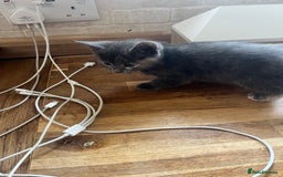British Longhair cats for sale: British blue cross. 2 females left - Image 2