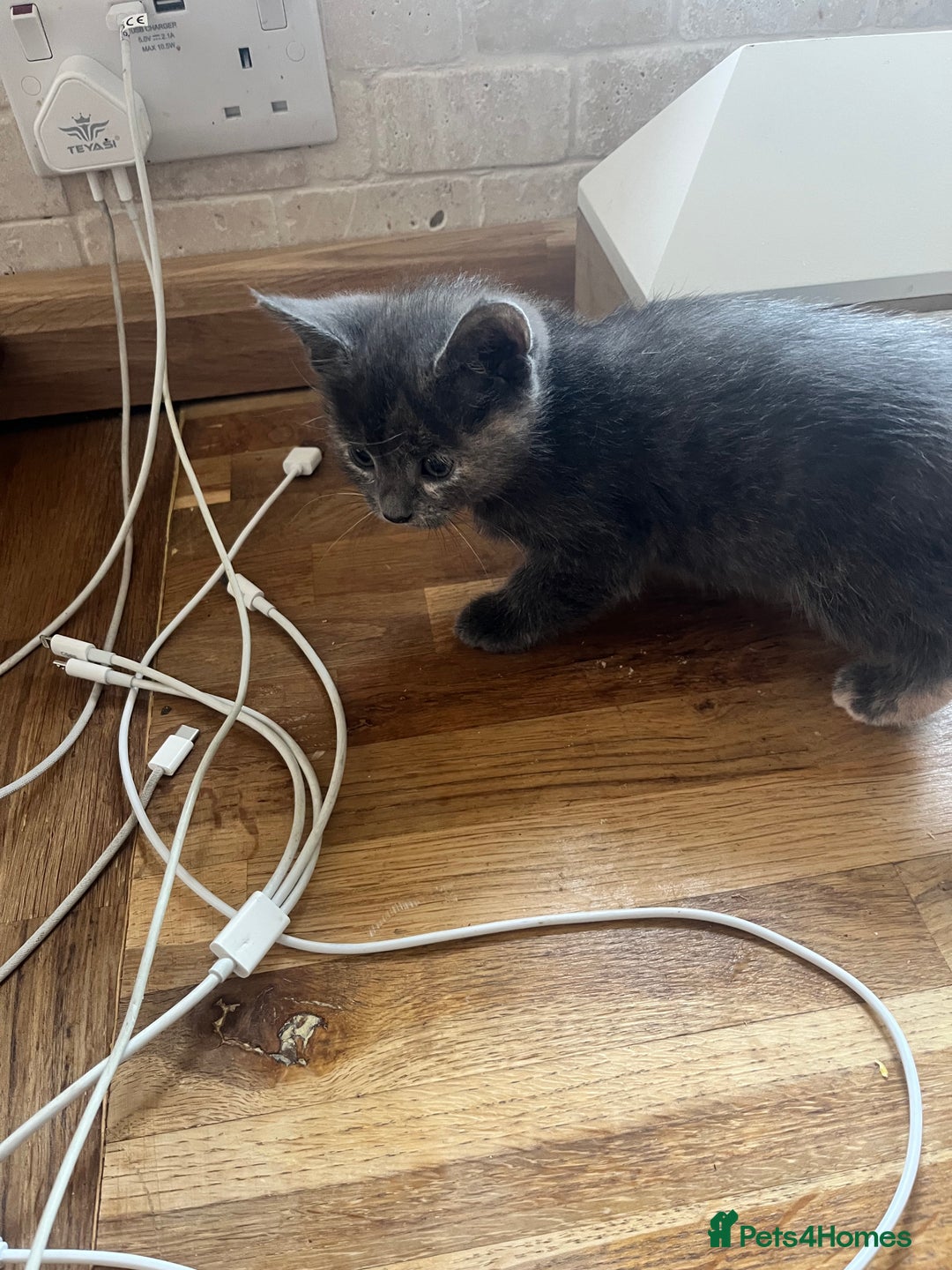 British Longhair cats for sale: British blue cross. 2 females left - Image 2