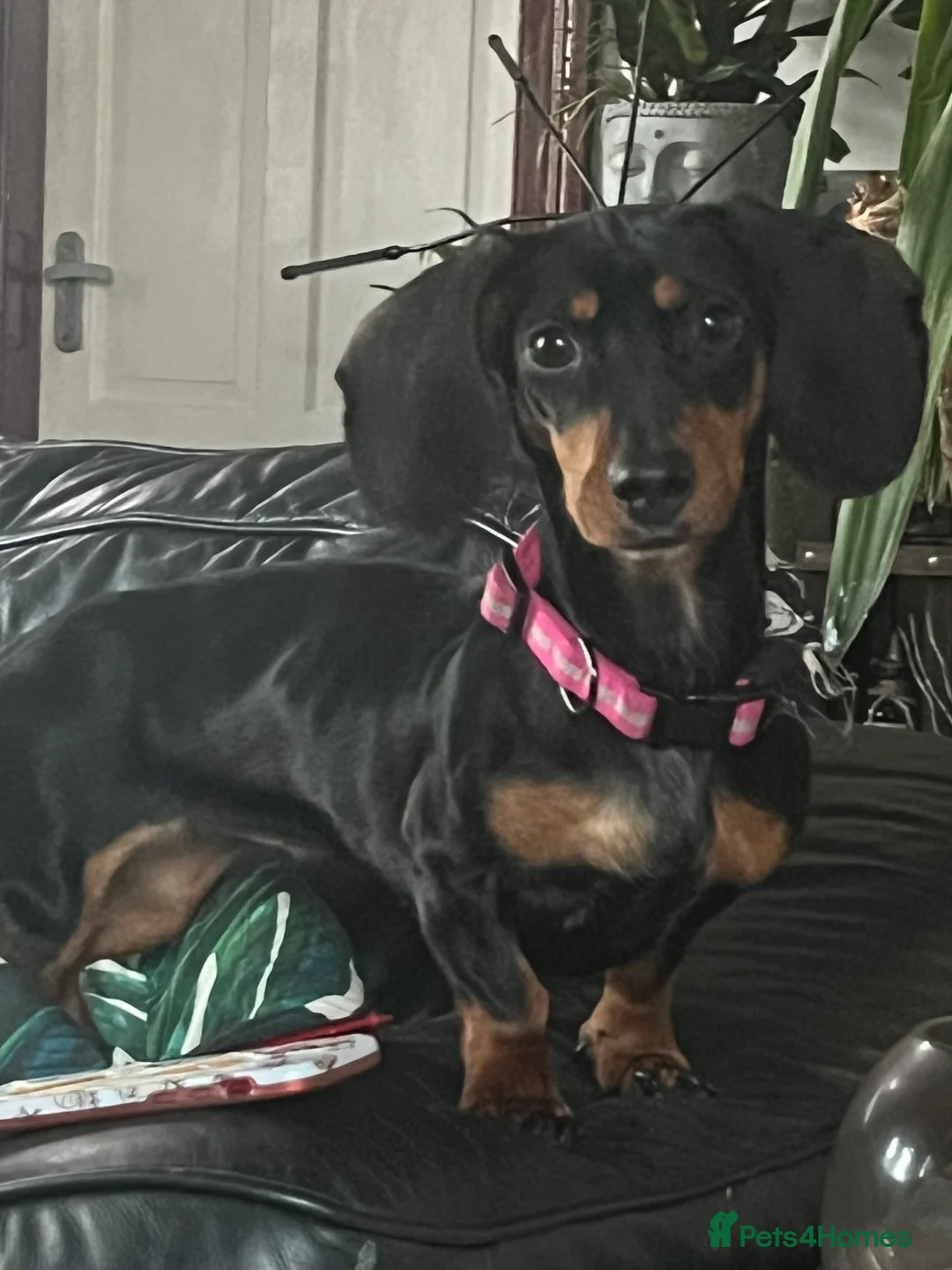 Dachshund dogs for sale: Caring home needed  - Advert 3