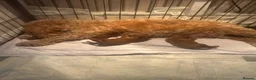 Cavapoo dogs for sale:  cavapoos f1b toy!!!  - Advert 4
