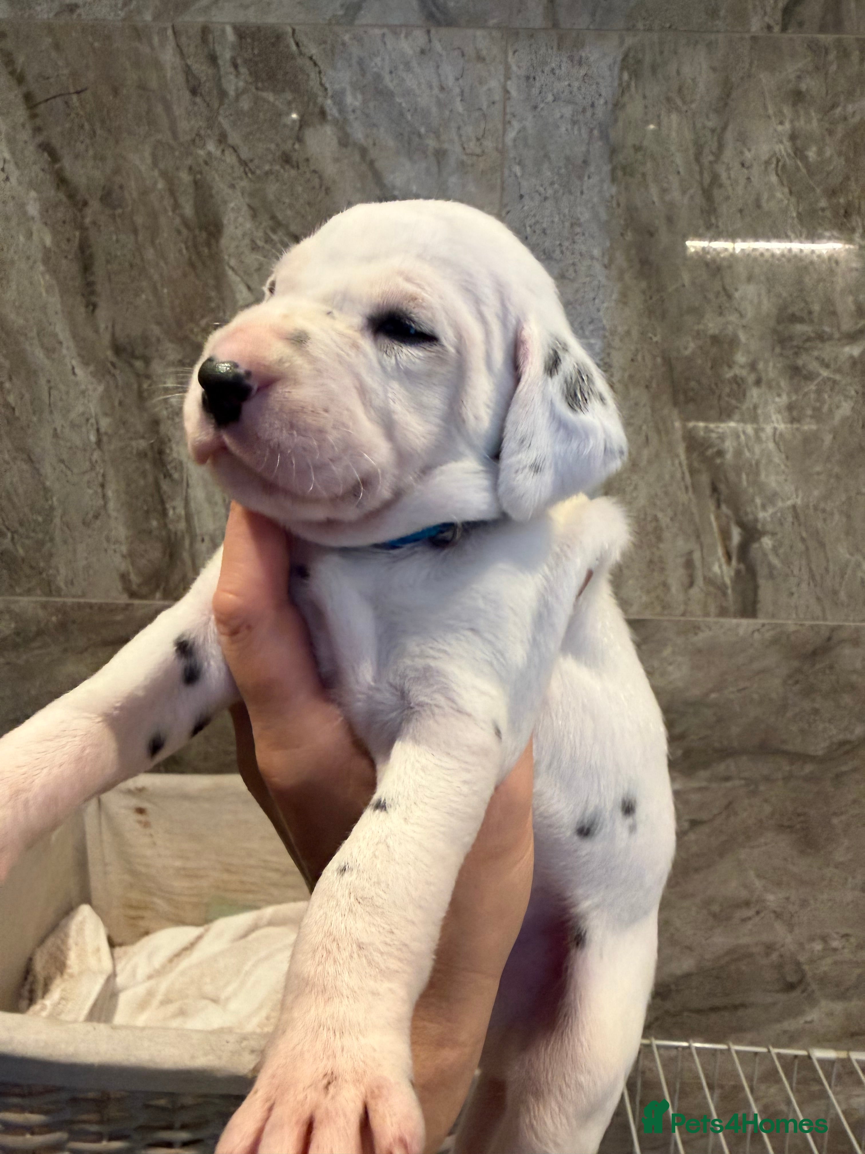 Dalmatian dogs 🏆🐾TOP QUALITY! BORN! 29th sep  🐾🏆 - Advert 2