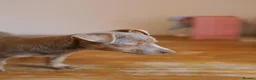 Jack Russell dogs for sale: Beautiful Jack Russell in Chocolate and Silver - Advert 5