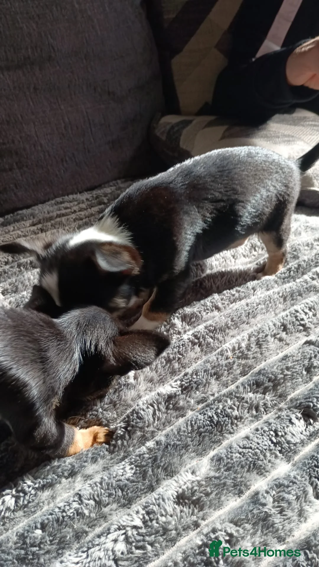 Chihuahua dogs for sale: Chihuahua boy for sale - Advert 2