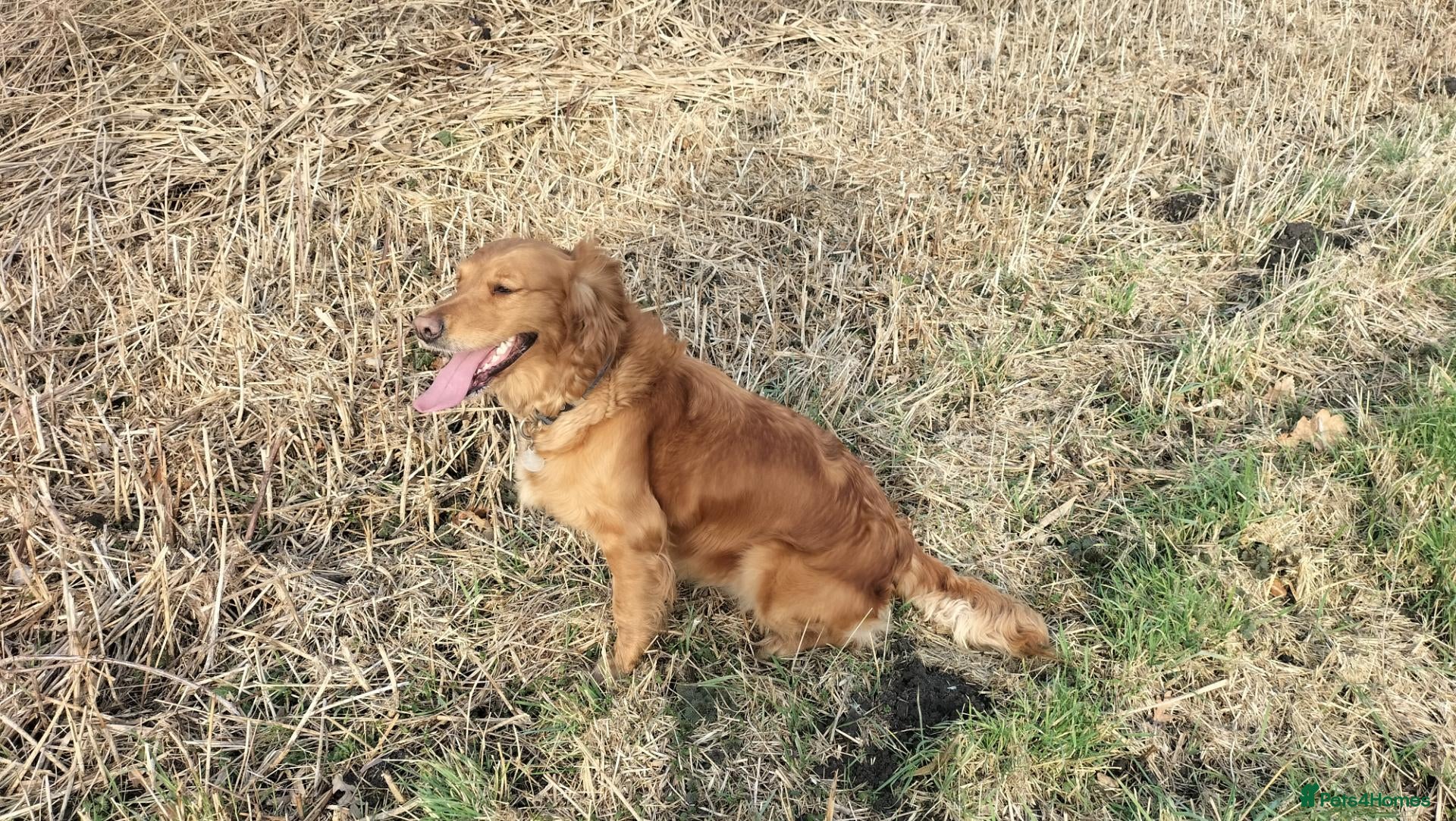 Golden Retriever dogs Dark red golden retriever pups - Advert 3