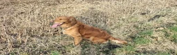 Golden Retriever dogs for sale: Dark red golden retriever pups - Advert 1