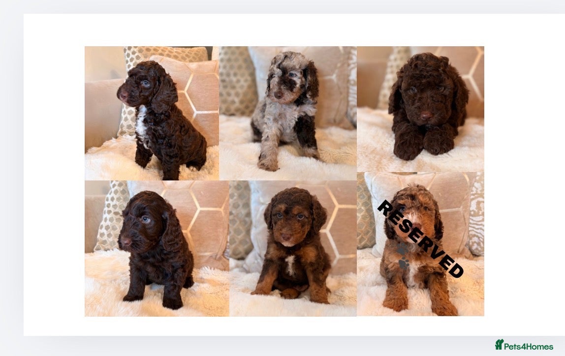 Labradoodle dogs ** RARE CHOC-PHANTOM MERLE/PARTI F1B LABRADOODLES - Advert 1