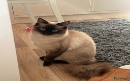 Ragdoll cats for sale: 💖Purebred Beautiful Chocolate Ragdoll Kittens.💖 - Image 5