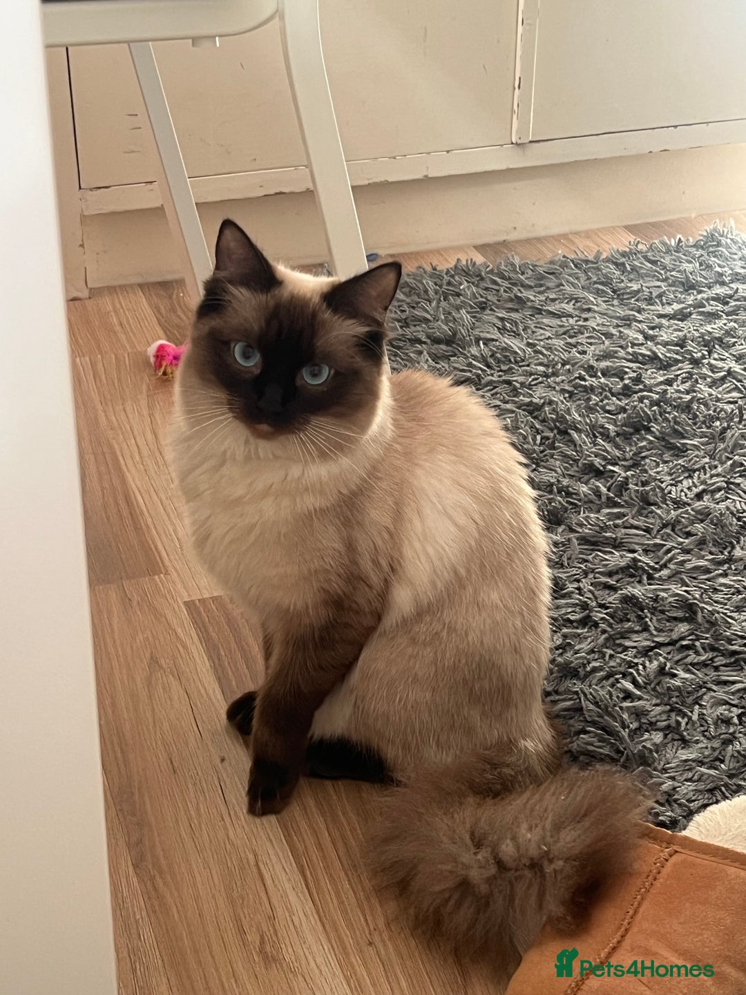 Ragdoll cats for sale: 💖Purebred Beautiful Chocolate Ragdoll Kittens.💖 - Image 5