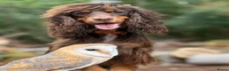 Cocker Spaniel dogs for sale: Liver (Chocolate) Working Cocker Spaniel Puppies  in Stourbridge - Advert 15