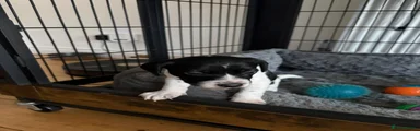 Mixed Breed Puppy 1