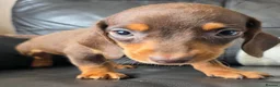Miniature Dachshund dogs for sale: Stunning miniature dachshund puppies - Advert 4