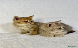 British Shorthair cats for sale: 🐾 Purebred BSH kittens🐾 - Image 26