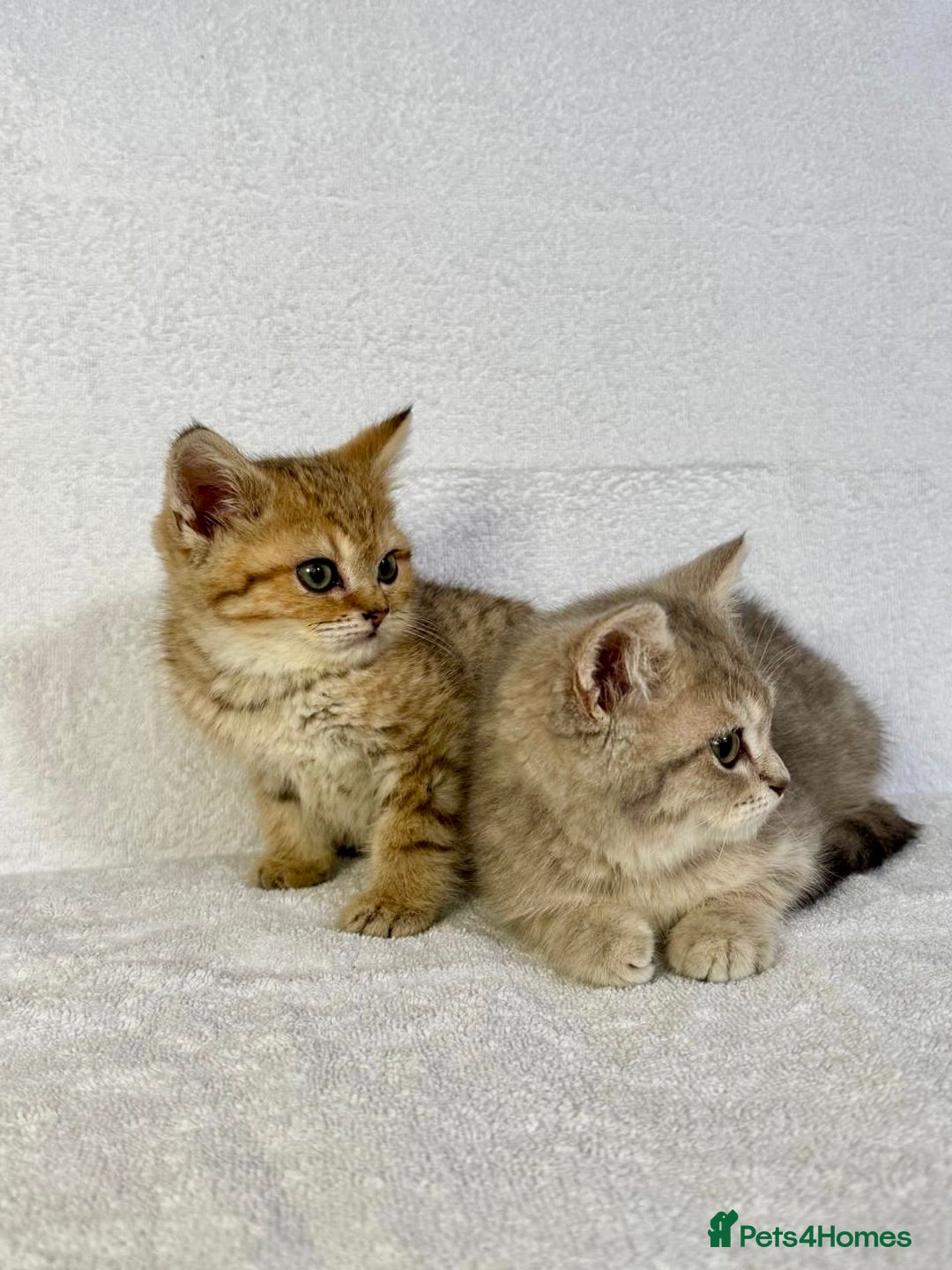 British Shorthair cats for sale: 🐾 Purebred BSH kittens🐾 - Image 26