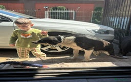 Mixed Breed dogs for adoption: ELSA -  a Special Girl who hates the Prison - Image 1