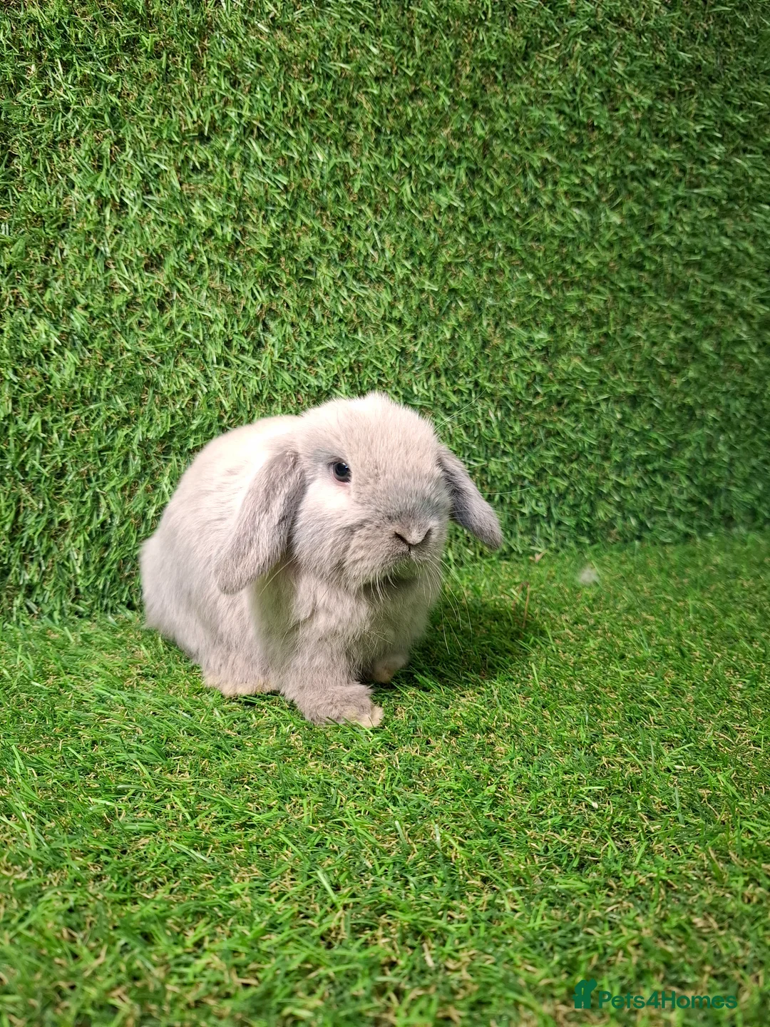 Mini Lop rabbits for sale: GIRLS GIRLS GIRLS - Advert 3