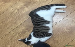 Asian cats for sale: blues  - Advert 5