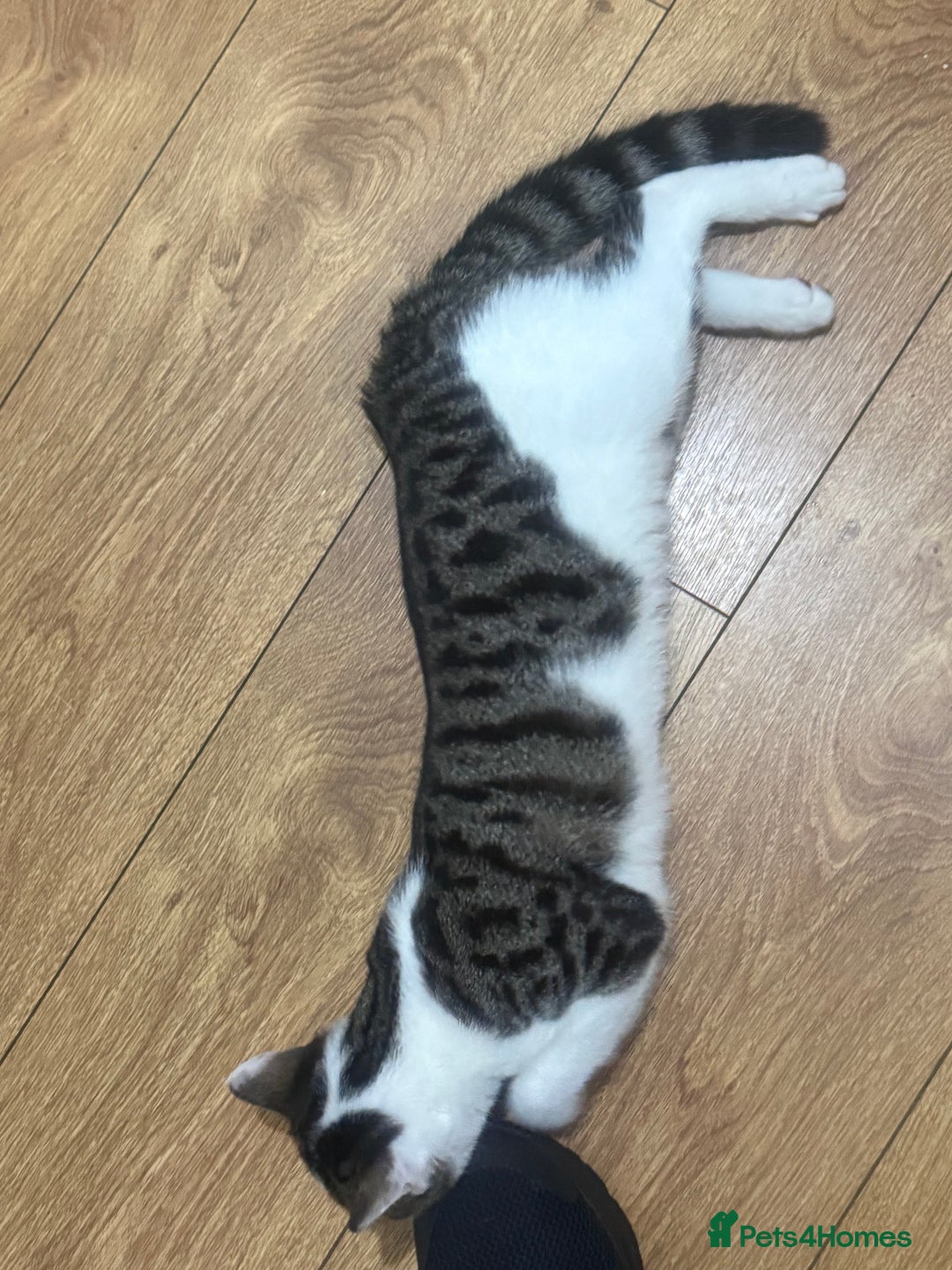 Asian cats for sale: blues  - Advert 5