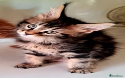 Maine Coon cats for sale: Mainecoon Kittens available  - Image 3