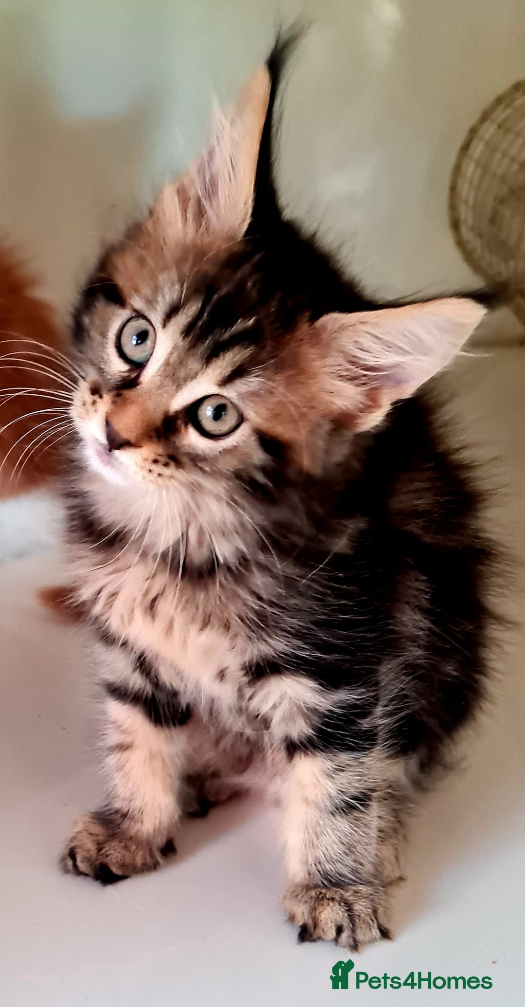 Maine Coon cats for sale: Mainecoon Kittens available  - Image 3