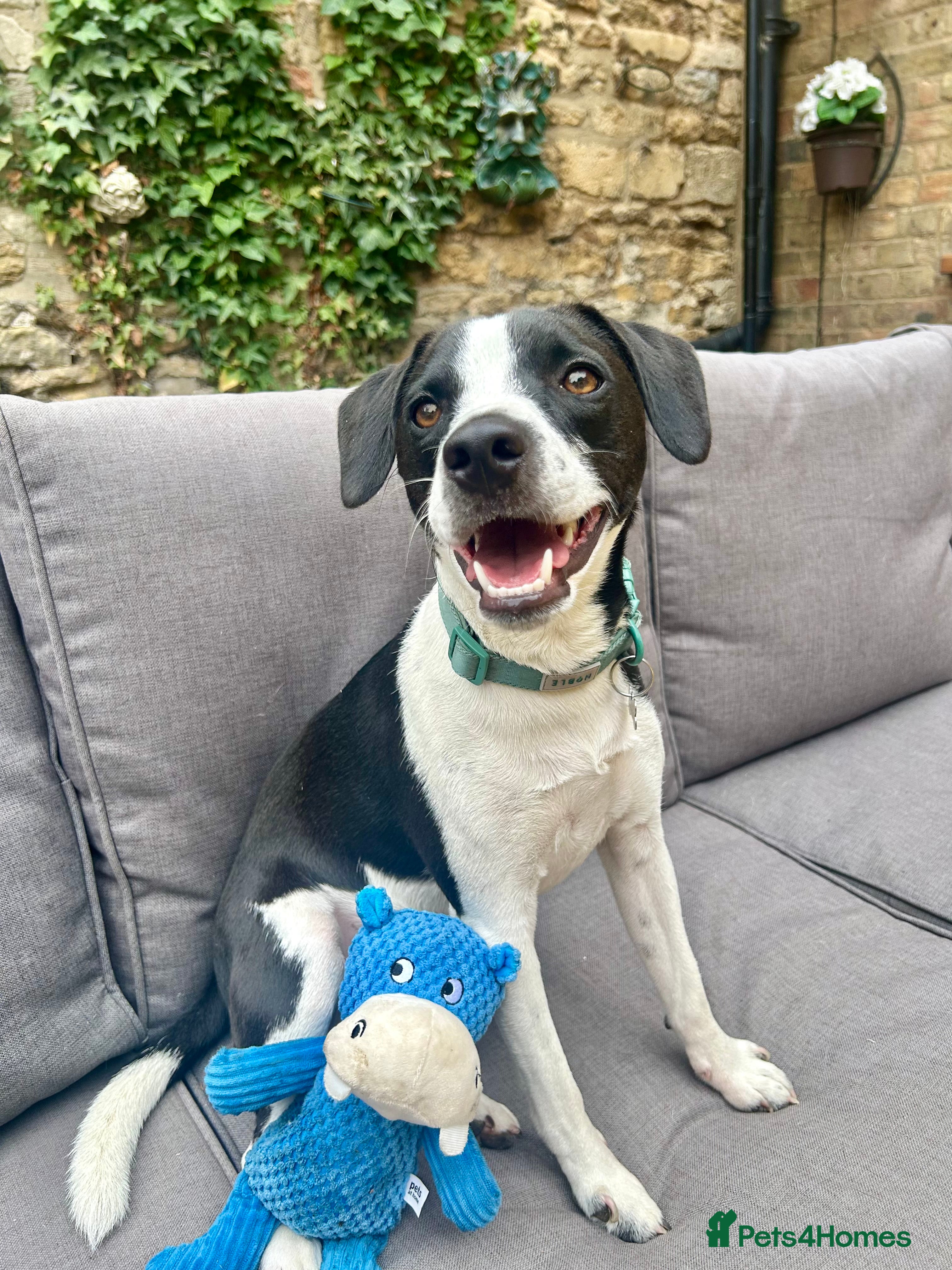 Mixed Breed dogs 2 year old Male - Jack Russel cross Beagle - Advert 1