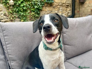 Mixed Breed dogs 2 year old Male - Jack Russel cross Beagle - Advert 1