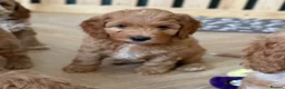 Australian Labradoodle dogs for sale: Multigen Australian Labradoodle - Advert 7