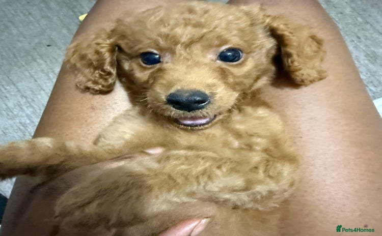 Mixed Breed dogs - Advert 7