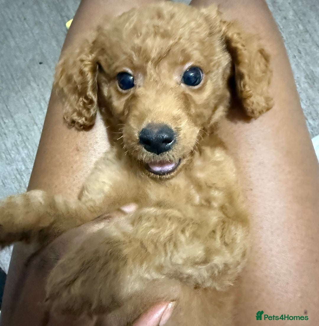 Mixed Breed dogs for sale: MINI POODLE  - Image 1