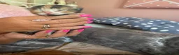 Mixed Breed cats for sale: Beautiful kittens  - Advert 10