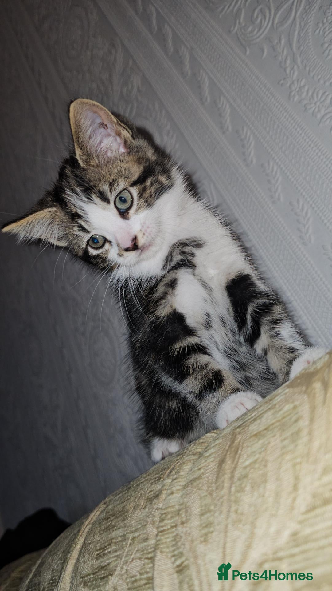 Mixed Breed cats Two beautiful boys available  - Advert 1