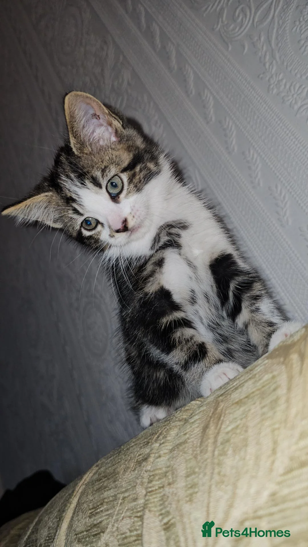 Mixed Breed cats for sale: Two beautiful boys available  - Advert 1