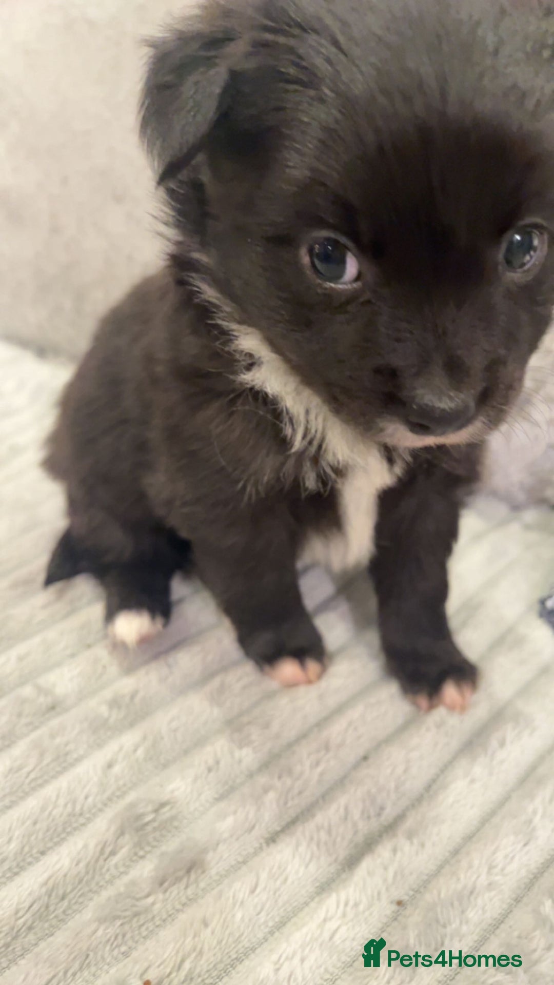 Chorkie dogs for sale: Chorkie - Advert 2