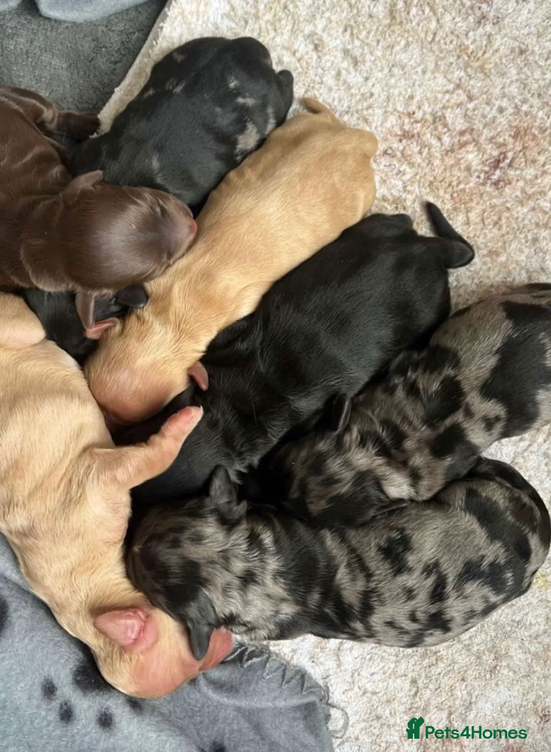 Poodle dogs for stud: Stunning Well Proven Miniature Merle Poodle in Newcastle - Advert 20