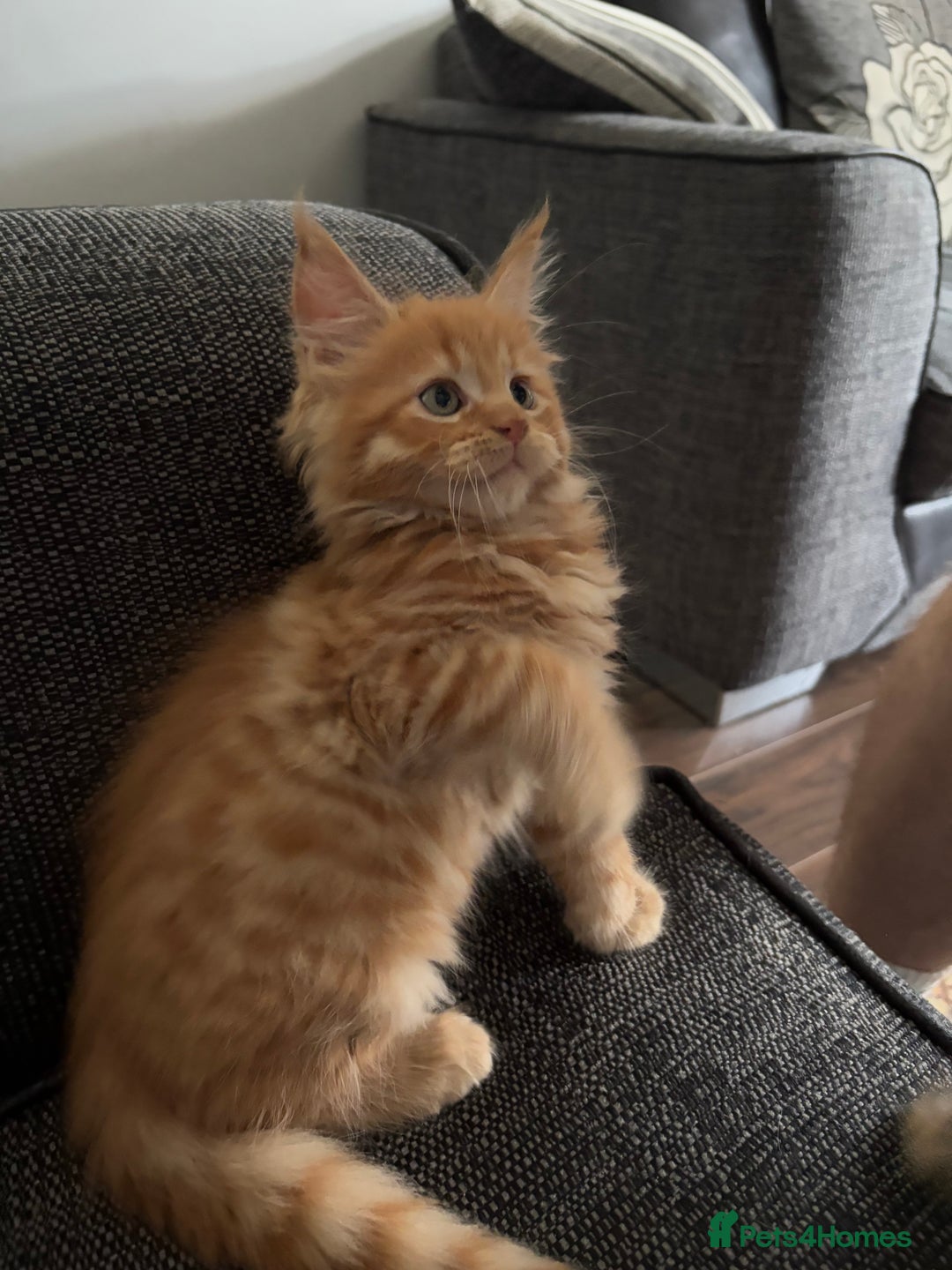 Maine Coon cats for sale: Maine coon and maine coon cross kittens ready.  - Image 12