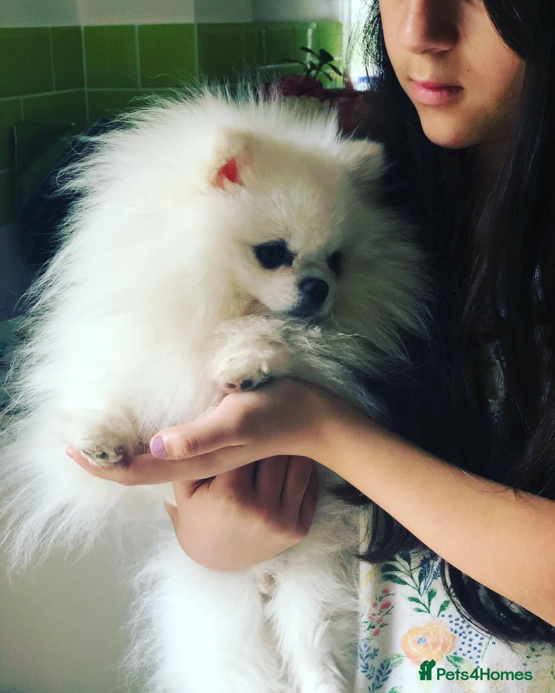 Pomeranian dogs for stud:  🏆 Asian White🏆 Pom TINY - Advert 1