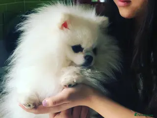 Pomeranian dogs 🏆 Asian White🏆 Pom TINY - Advert 6