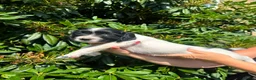 English Springer Spaniel dogs for sale: READY NOW ! Kc registered Springer Spaniel Puppies - Advert 18