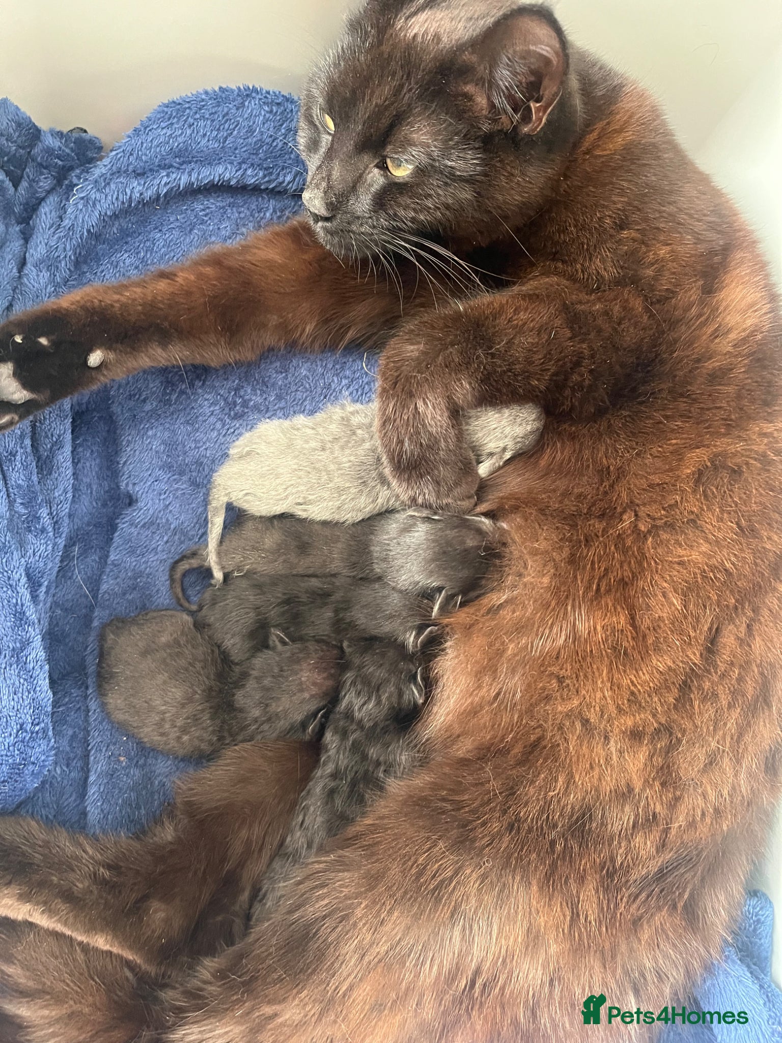 Mixed Breed cats 3 black kittens left - Advert 1