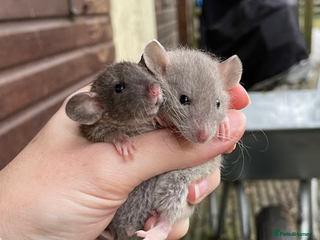 Rat rodents Lovely Fancy Rat Babies 🐀 - Advert 2