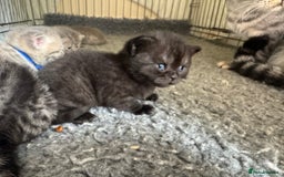 Scottish Fold cats for sale: Scottish fold/ Scottish striaght BSH kittens  - Image 17