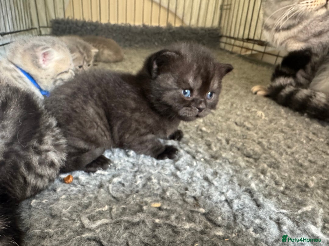 Scottish Fold cats for sale: Scottish fold/ Scottish striaght BSH kittens  - Image 17