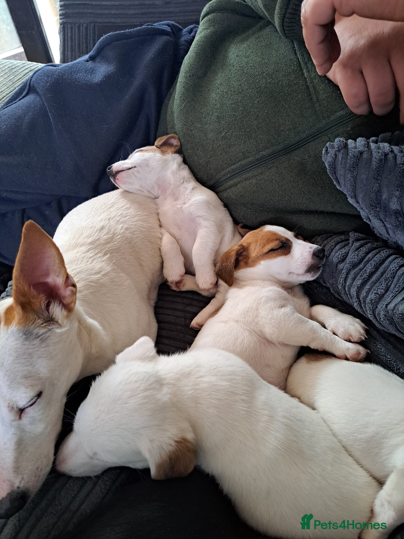 Jack Russell dogs Jack Russell's  - Advert 1