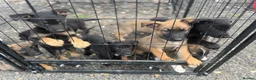 Mixed Breed dogs for sale: German shepherd x Belgian malinios puppy's  - Advert 1