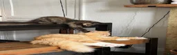 Mixed Breed cats for sale: kittens ready to be loved  - Advert 3